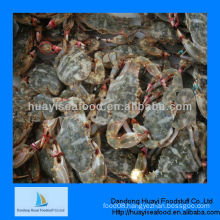 New high quality frozen mud crab